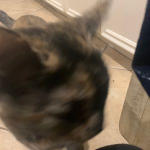 Meet your Posher, Echoe